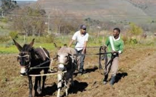It takes donkeys 2 days to plough a "tuinland". It takes donkeys 2 days to plough a "tuinland".